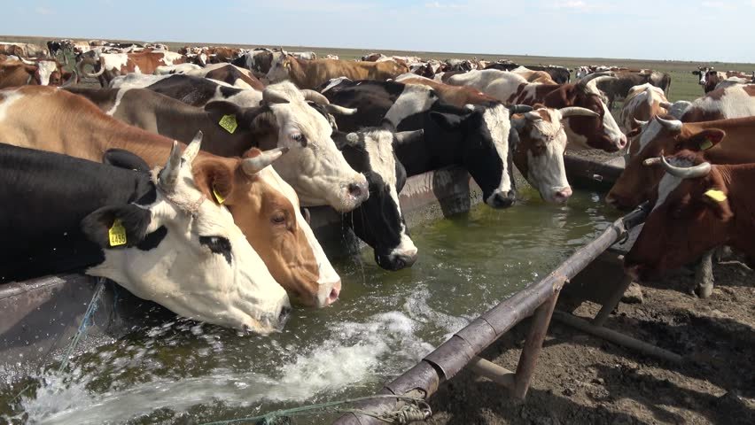 Best 1000LPH Reverse Osmosis Water Purifier System for USA 5 Animal Husbandry